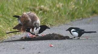 Western Marsh Harrier