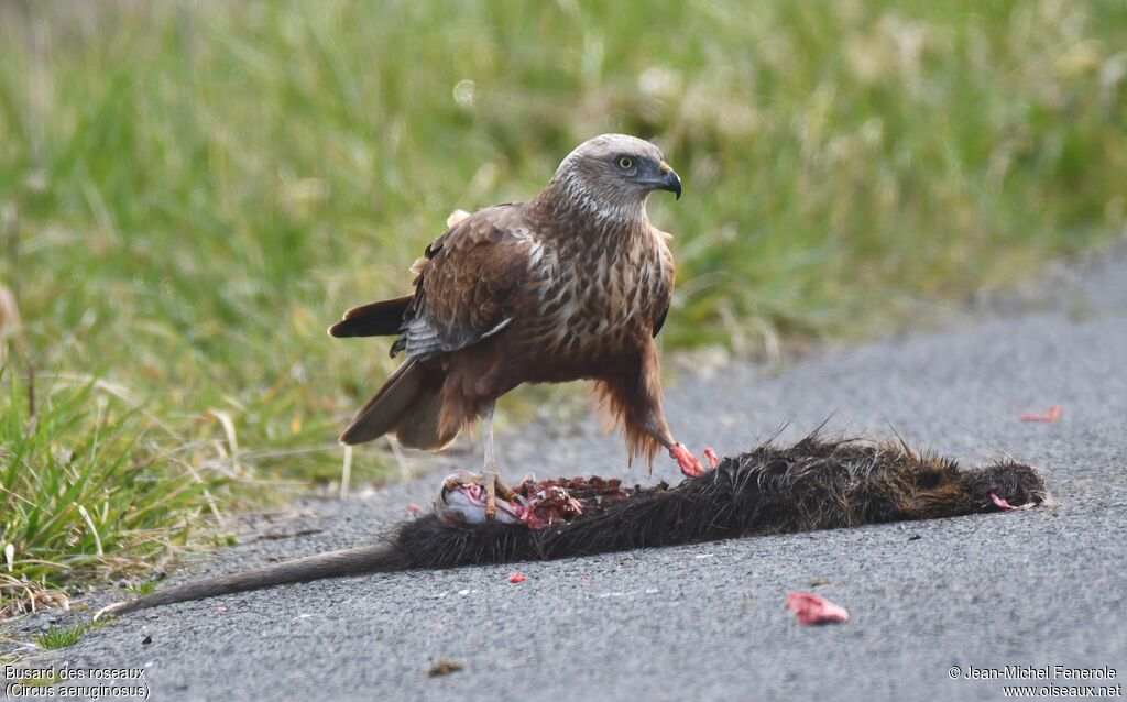 Western Marsh Harrier male, eats