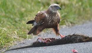 Western Marsh Harrier