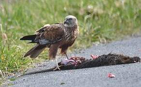 Western Marsh Harrier