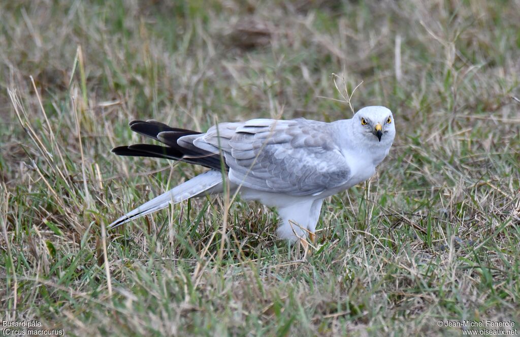 Pallid Harrier