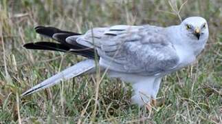 Pallid Harrier