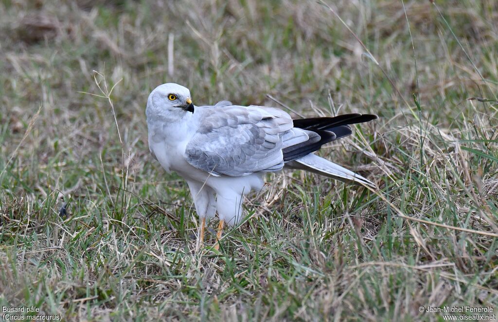 Pallid Harrier