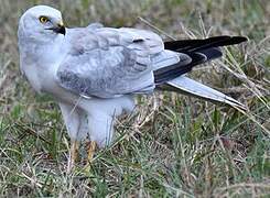 Pallid Harrier