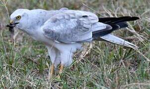 Pallid Harrier