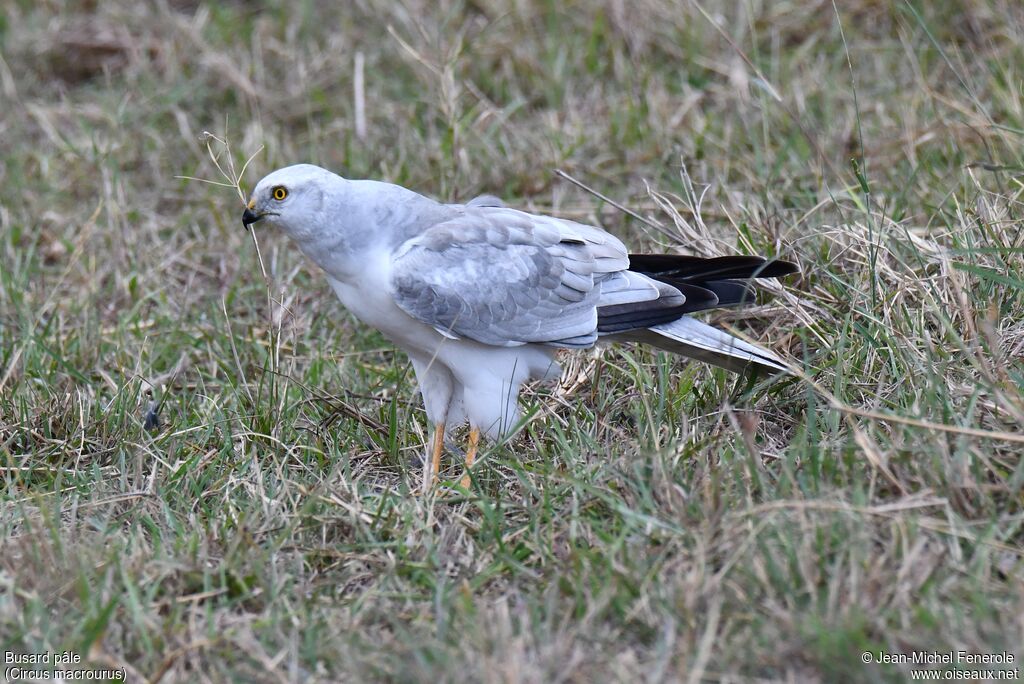 Pallid Harrier