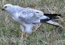 Pallid Harrier