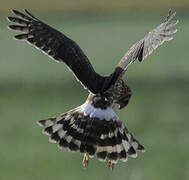 Hen Harrier