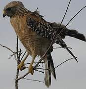 Red-shouldered Hawk