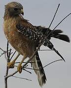 Red-shouldered Hawk