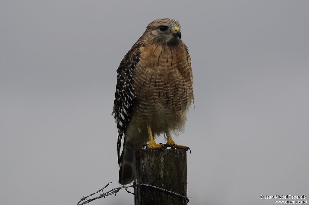 Red-shouldered Hawk