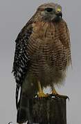 Red-shouldered Hawk