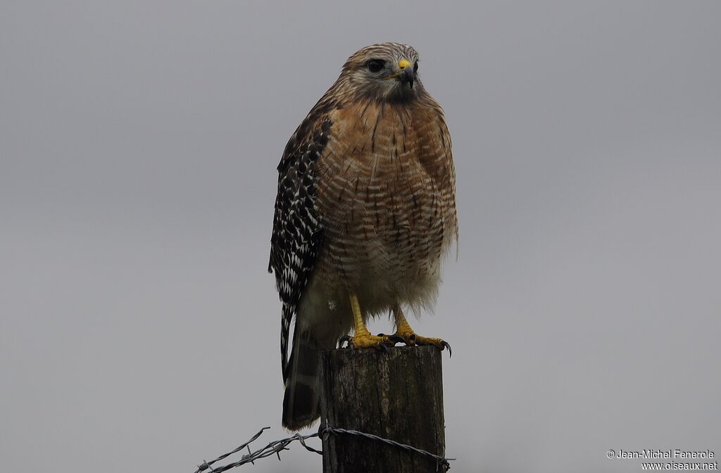 Red-shouldered Hawk