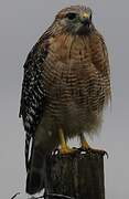 Red-shouldered Hawk