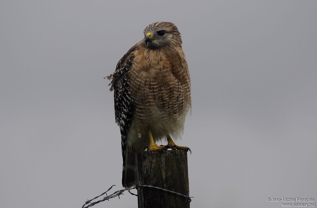 Red-shouldered Hawk