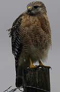 Red-shouldered Hawk