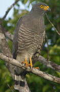 Roadside Hawk