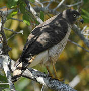 Roadside Hawk