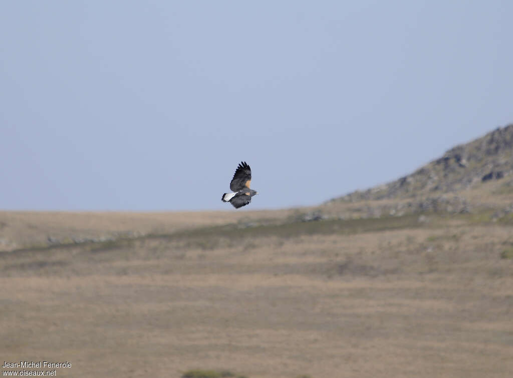 White-tailed Hawkadult, pigmentation, Flight