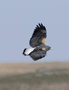 White-tailed Hawk