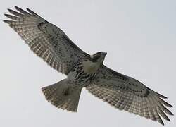 Red-tailed Hawk