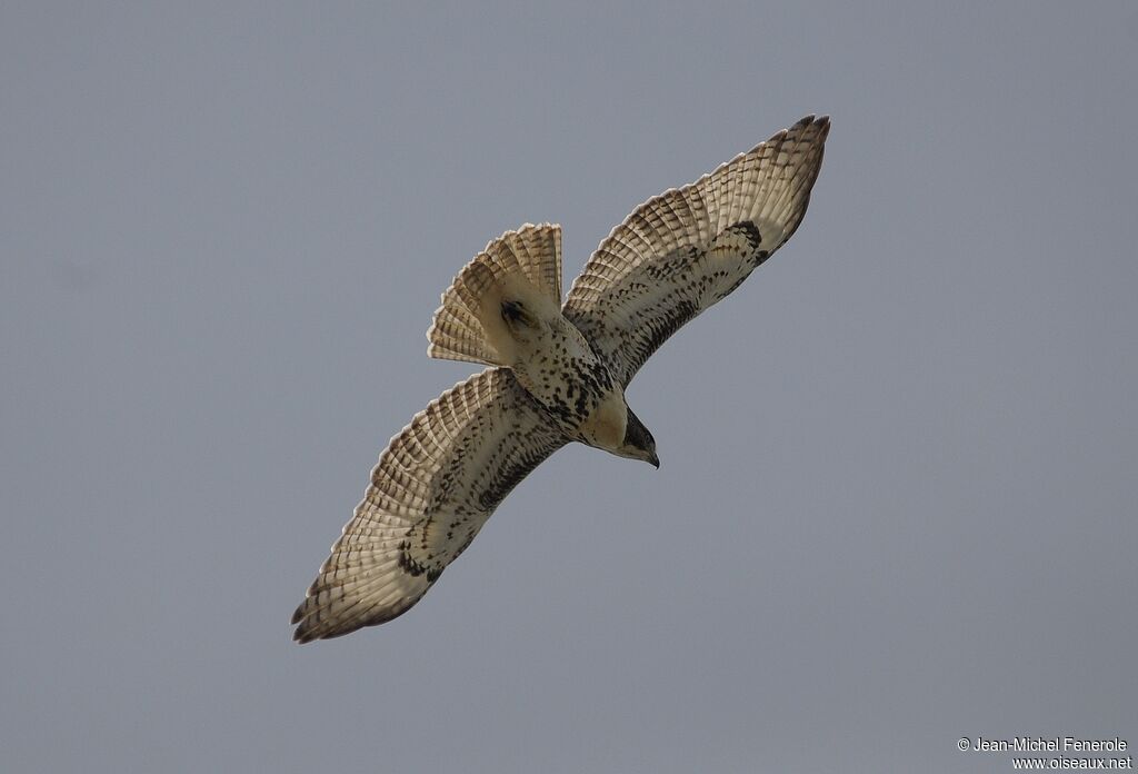 Red-tailed Hawk