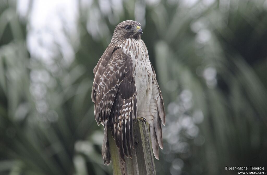 Red-tailed Hawk