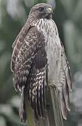 Red-tailed Hawk