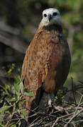 Black-collared Hawk