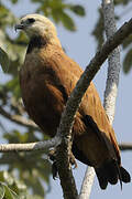 Black-collared Hawk