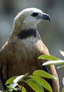 Black-collared Hawk