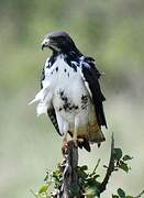 Augur Buzzard