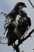 Augur Buzzard