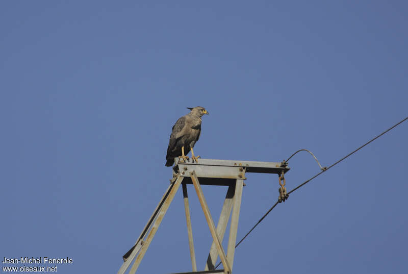 Chaco Eagle