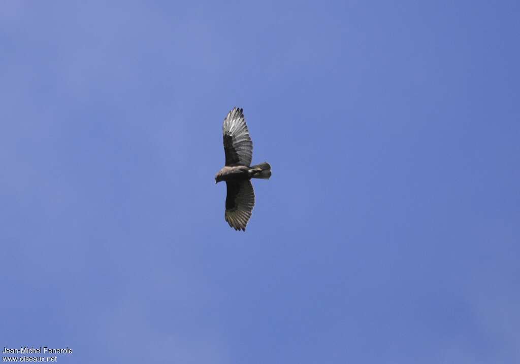 Hawaiian Hawk