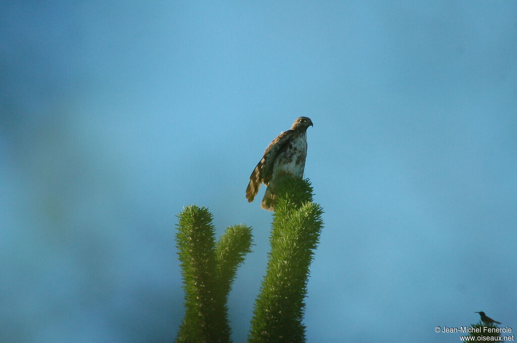 Madagascan Buzzardadult