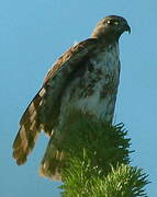 Madagascar Buzzard