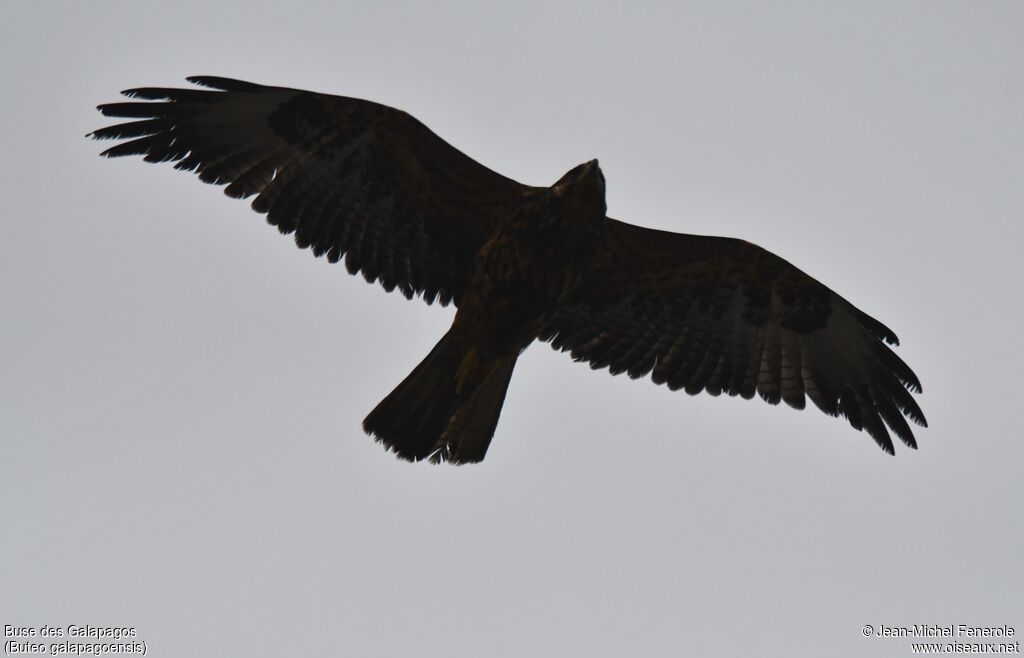 Buse des Galapagos