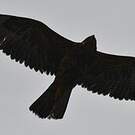 Buse des Galapagos