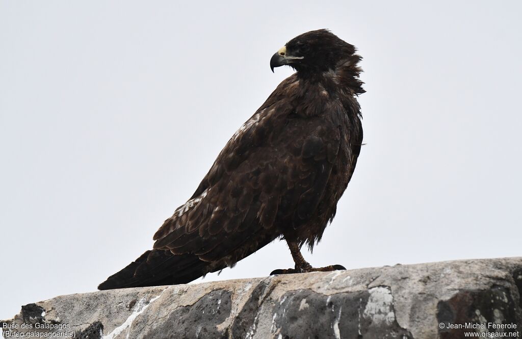 Galapagos Hawk