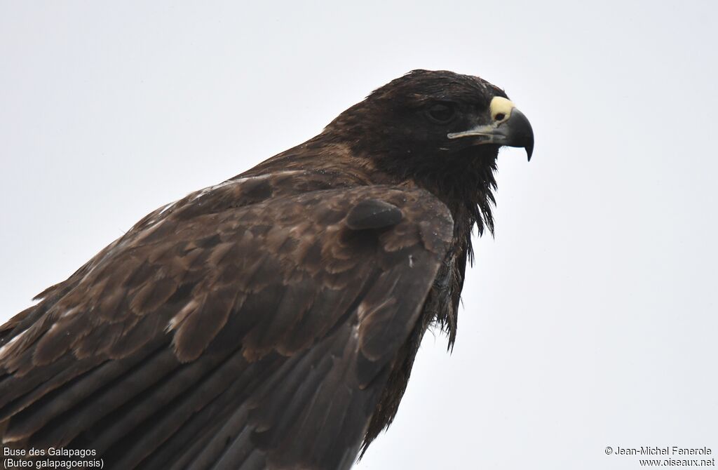 Galapagos Hawk