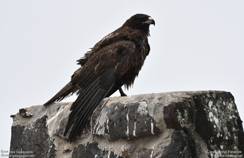 Buse des Galapagos