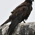 Buse des Galapagos