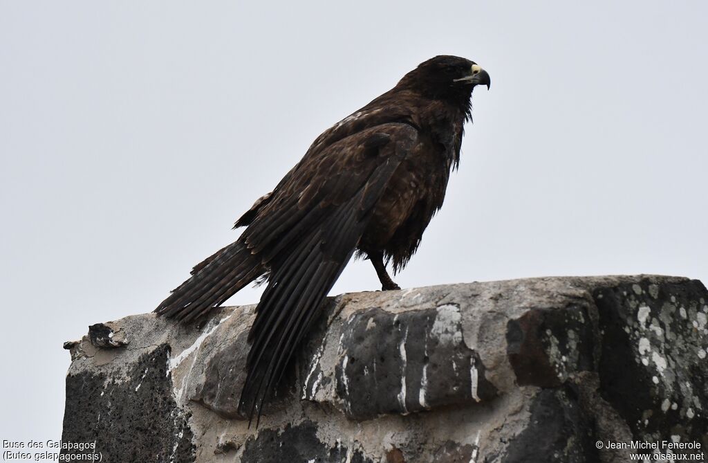 Galapagos Hawk