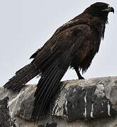 Galapagos Hawk