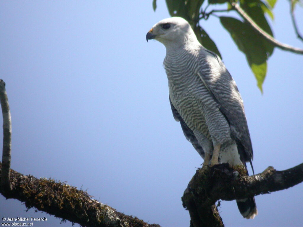 Grey Hawk