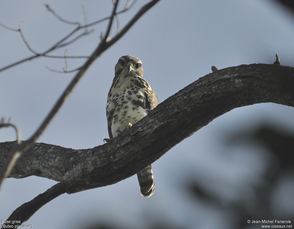 Grey Hawk