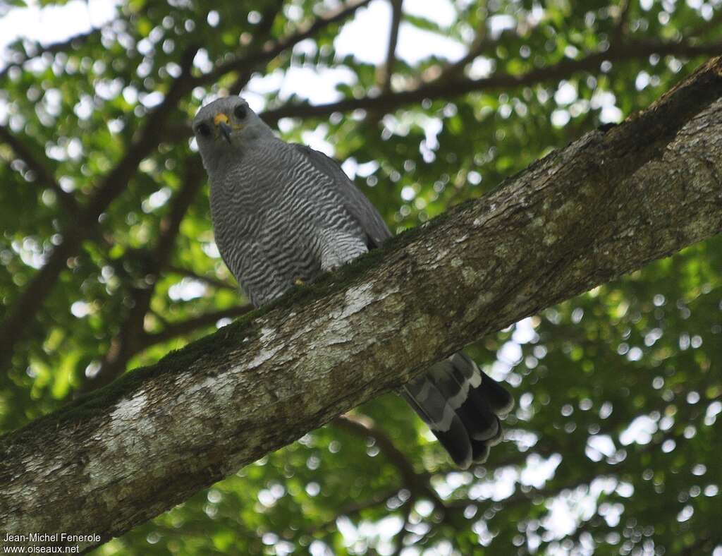 Grey Hawkadult, identification