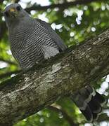 Grey Hawk