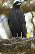 Common Black Hawk